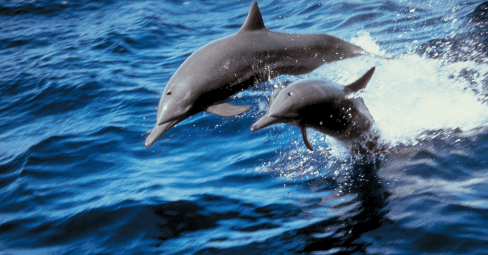 Two dolphins jumping out of the water in the ocean.
