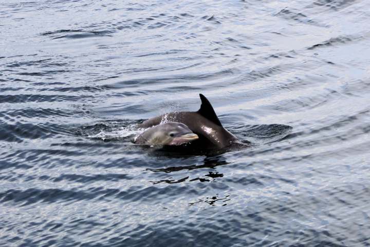 Two dolphins swimming in the ocean, one partially submerged.