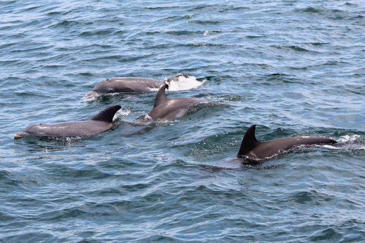Pod of dolphins swimming in the ocean with visible dorsal fins.