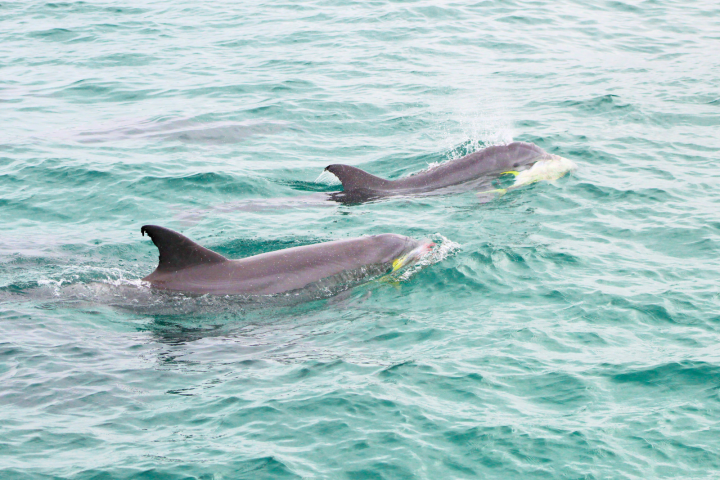 Two dolphins swimming close to the water surface in the ocean.
