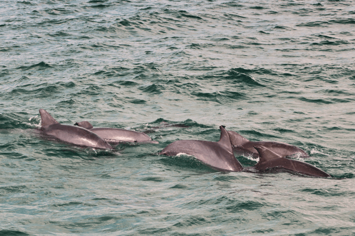 A group of dolphins swimming in the ocean, visible dorsal fins breaking the water's surface.
