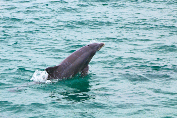A dolphin emerges from the water, splashing in the turquoise sea.