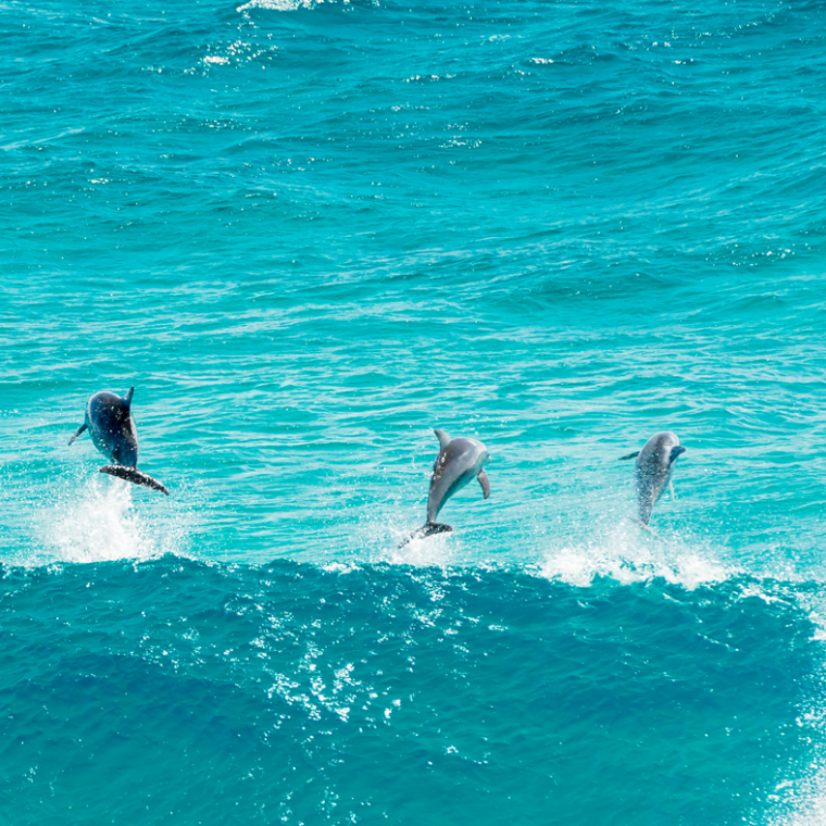 a flock of seagulls are swimming in the ocean
