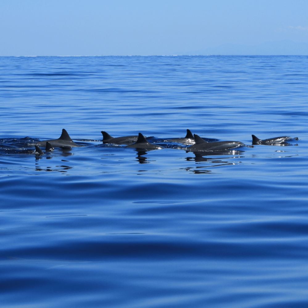 a flock of seagulls are swimming in a body of water